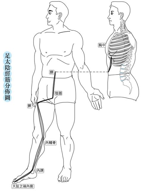 經筋師|中華經筋醫學院